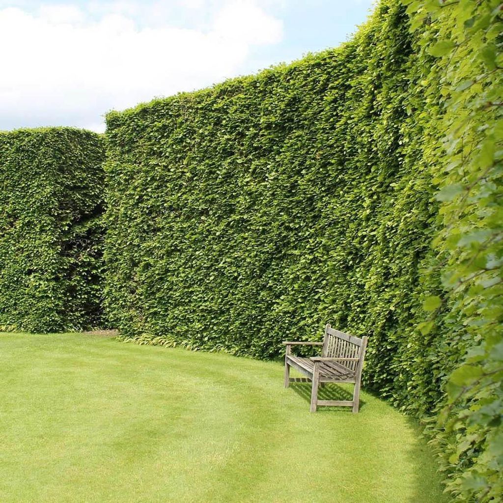Fagus sylvatica (European Beech) formal hedge, tall and densely clipped with fresh green leaves, beside a wooden garden bench on a mown lawn.