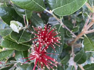 Feijoa sellowiana 'Apollo' (feijoa) flowers with long red stamens tipped in cream, set against glossy dark green leaves and brown stems.