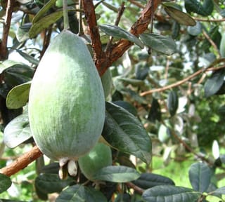 Feijoa sellowiana 'Apollo' (feijoa) with a large, oval, pale green fruit hanging from a branch, surrounded by dark green leaves and reddish-brown bark.