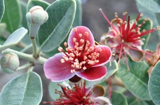 Feijoa sellowiana 'Bambina' feijoa flowers with pink-red petals and red stamens, beside rounded buds and grey-green leaves.