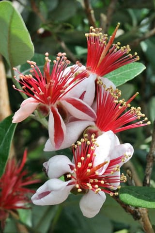 Feijoa sellowiana 'Bambina' (feijoa) flowers with white petals, red-striped insides and long crimson stamens tipped with yellow anthers, among green leaves.