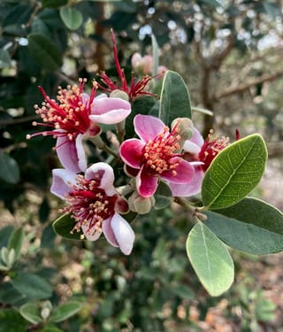 Feijoa sellowiana 'Bambina' (feijoa) flowers with pink-white petals and red stamens tipped in cream, among oval green leaves and buds.