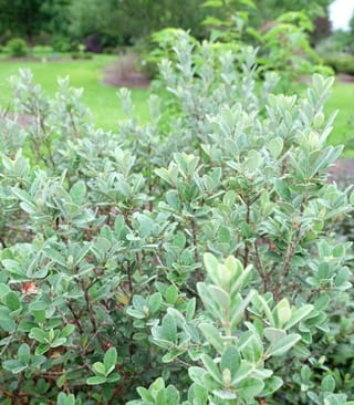 Feijoa sellowiana 'Bambina' feijoa shrub with dense, silvery grey-green oval leaves on branching stems, growing in a garden beside a lawn.