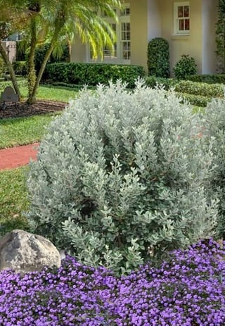 Feijoa sellowiana 'Bambina' (feijoa), a rounded shrub with silvery-grey foliage in a garden bed, beside purple groundcover flowers and a lawn.