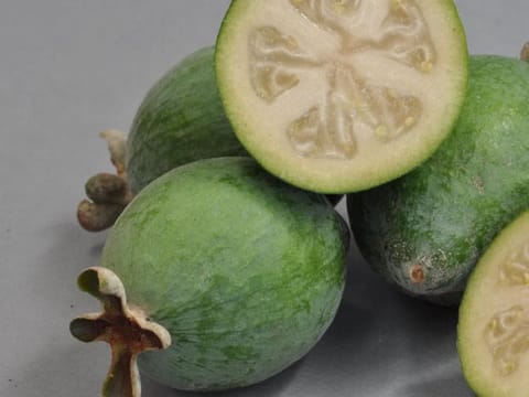 Feijoa sellowiana 'Bambina'