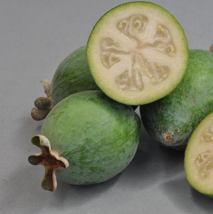 Feijoa sellowiana 'Bambina' feijoa fruit, whole green ovals with dried calyx tips beside halved fruit showing pale flesh and a jelly-like seed pulp, on grey.