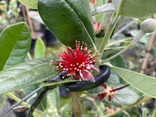 Feijoa sellowiana 'Golden Goose' (feijoa) flower with long red stamens tipped in cream, surrounded by glossy green leaves and a bud, in a nursery setting.