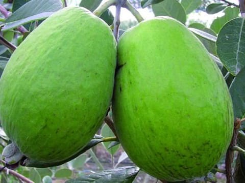 Feijoa sellowiana 'Kaiteri'