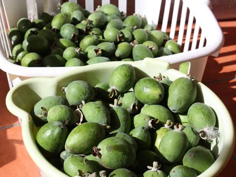 Feijoa sellowiana 'Kākāriki'