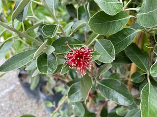 Feijoa sellowiana 'Opal Star' (feijoa) with a red flower of long crimson stamens tipped in cream, among oval grey-green leaves, with nursery bags behind.