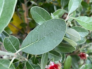 Feijoa sellowiana 'Opal Star' feijoa foliage, with oval grey-green leaves paler underneath and a red flower with pink petals blurred below.