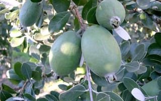Feijoa sellowiana 'Opal Star' feijoa fruit, several smooth green oval fruits hanging among grey-green leaves with pale undersides on the branch.
