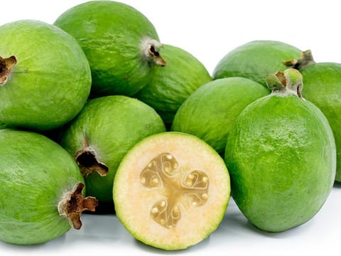 Feijoa sellowiana 'Opal Star'