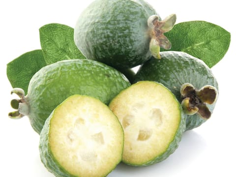 Feijoa sellowiana 'Pounamu'