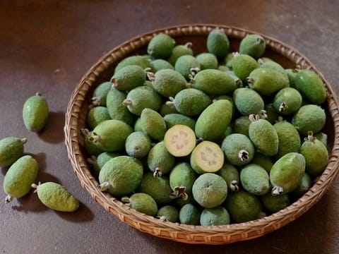 Feijoa sellowiana 'Takaka'