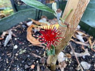 Feijoa sellowiana 'Triumph' (Feijoa) flower with long red stamens and pale tips, beside a young stem and a leaf in a planter bag.