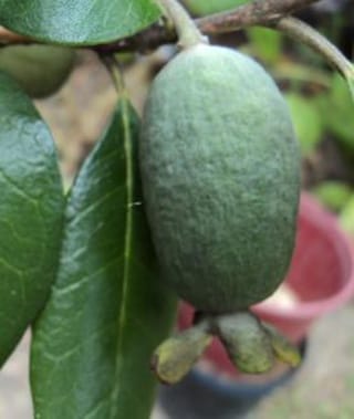 Close-up of an unripe green fruit on Feijoa sellowiana 'Triumph' (feijoa), hanging from a branch beside glossy dark green leaves, with dried calyx lobes at its tip.