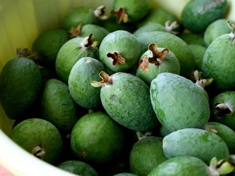 Feijoa sellowiana 'Triumph'