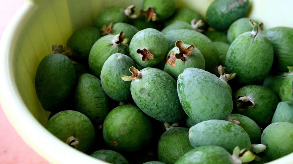 Harvested green fruit of Feijoa sellowiana 'Triumph' (feijoa) piled in a pale yellow-green bowl, with dried brown calyx remnants on the oval skins.