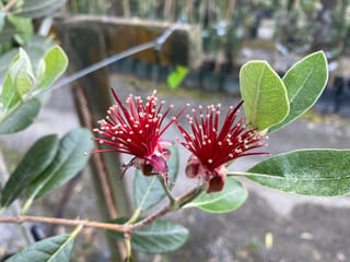 Two red Feijoa sellowiana 'Wiki Tu' flowers with long crimson stamens and pale tips, on a branch with grey-green leaves in a nursery.