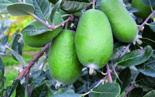 Feijoa sellowiana 'Wiki Tu' (feijoa) with several large, oval green fruit hanging among dark green leaves with silvery undersides on reddish-brown stems.