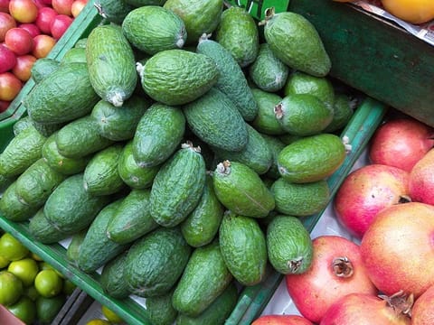 Feijoa sellowiana 'Wiki Tu'
