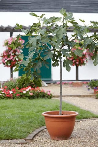 Ficus carica 'Brown Turkey' fig tree on a single straight stem in a terracotta pot, with lobed green leaves, set on gravel beside a lawn and flower beds.