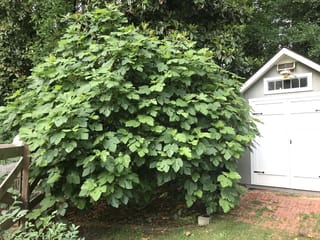 Fig 'Brown Turkey' (Ficus carica), a dense, rounded shrub with large lobed green leaves, growing beside a white garden shed and brick path.