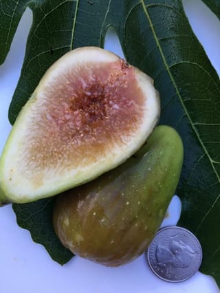 Fig 'Brunswick' fruit, one halved to show pink-amber flesh and one whole green-brown fig, on a lobed fig leaf beside a coin.
