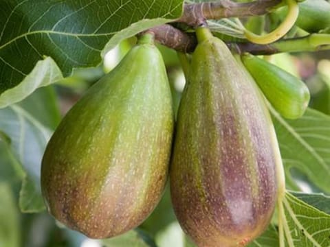 Fig 'Brunswick'