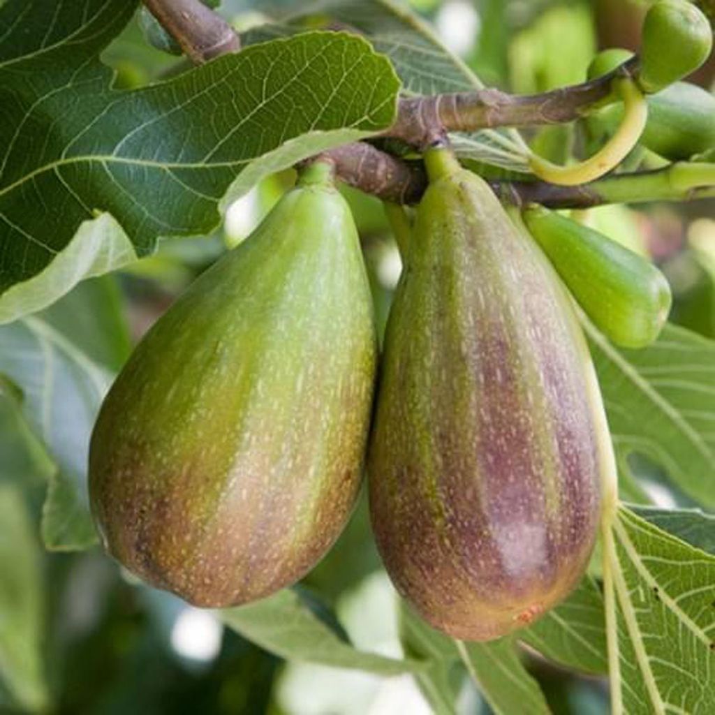 Two ripening Ficus carica 'Brunswick' figs, green with purplish-brown flushes, hanging from a branch among large lobed green leaves.