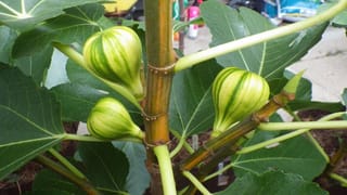 Ficus carica 'Panache' fig, three unripe green and yellow striped fruit on a stout stem with large lobed green leaves, growing in a pot.