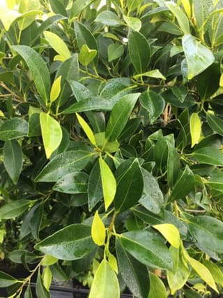 Ficus 'Tuffi' (Tuffy Fig) foliage, dense glossy dark green leaves with lighter yellow-green new growth, dotted with water droplets.