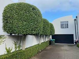 Ficus 'Tuffi' (Tuffy Fig) trained as clipped, box-shaped standards with dense green foliage, lined along a white wall beside a driveway.