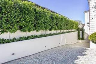 Ficus 'Tuffi' (Tuffy Fig) trained as a row of pleached trees with dense green foliage above a white wall, with low hedging below, beside a paved driveway.