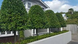 Ficus 'Tuffi' (Tuffy Fig) trained as a row of dense, glossy green lollipop-shaped trees along a white wall in front of a weatherboard house.
