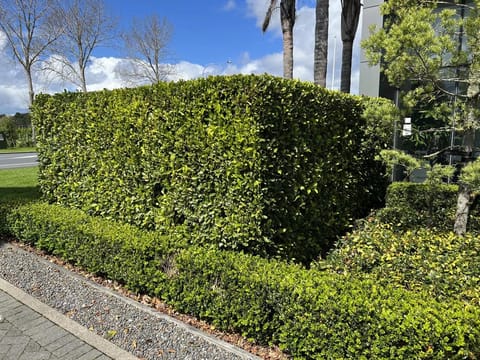 Ficus 'Tuffi'