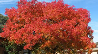 Fraxinus angustifolia subsp. oxycarpa 'Raywood' (Claret Ash) with a broad, dense crown of bright red and orange autumn foliage against a blue sky.