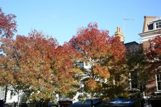 Fraxinus angustifolia subsp. oxycarpa 'Raywood' (Claret Ash) trees in autumn, with orange, red and green foliage above street-side brick buildings and a blue sky.