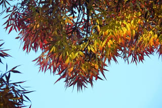 Fraxinus angustifolia subsp. oxycarpa 'Raywood' (Claret Ash) branches with autumn foliage in red, orange and yellow, hanging against a clear blue sky.