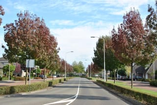 Claret Ash (Fraxinus angustifolia subsp. oxycarpa 'Raywood') trees lining a suburban street, their foliage turning reddish-purple and green in autumn beside clipped hedges.