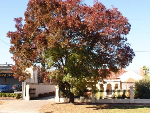 Fraxinus angustifolia subsp. oxycarpa 'Raywood'