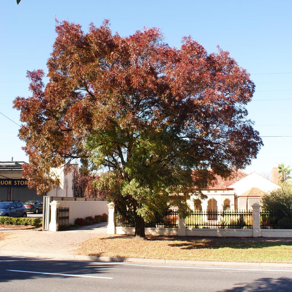Fraxinus angustifolia subsp. oxycarpa 'Raywood' (Claret Ash) street tree with a rounded crown of red-bronze autumn foliage, green lower leaves and fallen leaves on the verge.