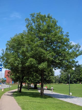 Fraxinus excelsior (European Ash) in full summer leaf, with a broad rounded green crown, beside a paved path and lawn under blue sky.