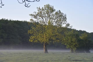 Fraxinus excelsior (European Ash) in fresh spring leaf, standing alone in a misty grass paddock with dark woodland behind.