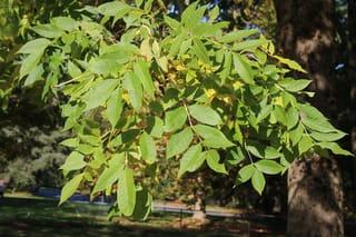 Fraxinus excelsior (European Ash) branch with green pinnate leaves just starting to turn yellow, hanging in sunlight beside a trunk in a park.