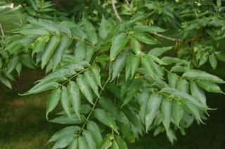 Fraxinus excelsior (European Ash) branch with pinnate compound leaves of serrated, lance-shaped green leaflets, set against a blurred lawn background.
