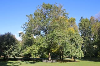 Fraxinus excelsior (European Ash), a tall mature tree with a broad green crown and hints of yellow, standing on a park lawn under blue sky.