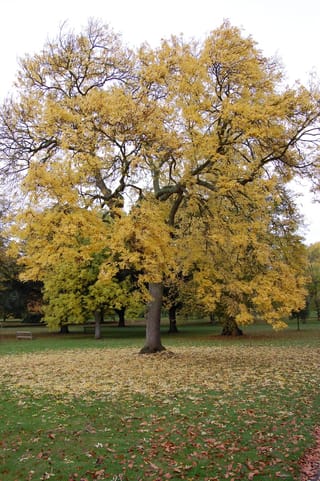 Fraxinus excelsior 'Aurea' (European Ash) in autumn, a broad tree with golden-yellow foliage, fallen leaves scattered across park lawn.