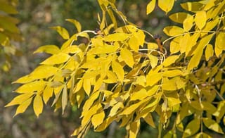 Fraxinus excelsior 'Aurea' (European Ash) branch with bright golden-yellow pinnate leaves and dark buds, set against a blurred green background.